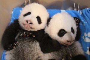 Панды Торонто получили имена