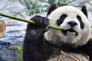 Панды едут в Калгари