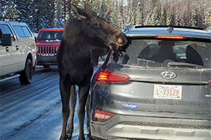 Не давайте лосям облизывать вашу машину