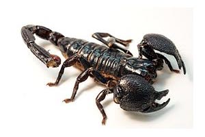 Скорпион ужалил студентку в самолете