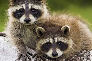 100 часов работ за убийство енота 