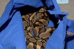 Питон на заправочной станции в Торонто