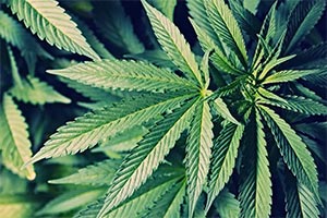 Канадцы хотят дешевую марихуану