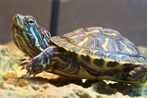 Контрабанда черепах в штанах