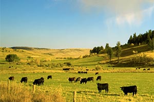 XL Foods уволили 2000 и наняли 800 сотрудников