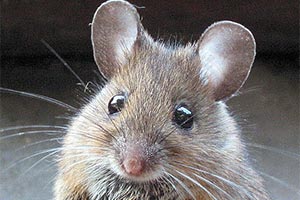 Дом с мышами за 1 миллион долларов