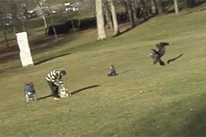 Видео орла, ворующего ребенка - подделка