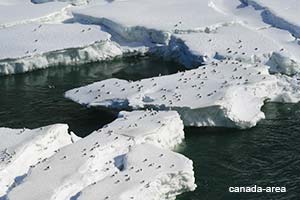 Сильный ветер принес холод и снег