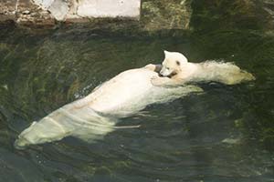Адаптация детей в Канаде