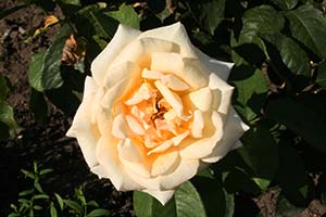 Лицензионные отчисления владельцам авторских прав