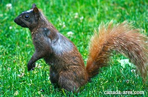 Кредитный рейтинг в Канаде – credit score