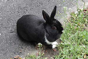 Канадка держала дома тысячу кроликов 