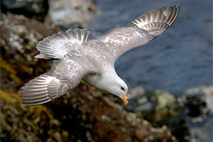 Северное побережье замусорено пластиком