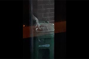 Енот в Торонто вскрыл новый мусорный бак