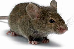 Канадец выстрелил себе в голову