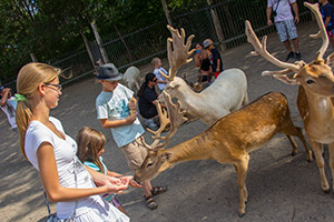 Kijiji должен перестать продажу животных