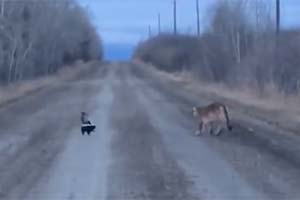 Пума против скунса