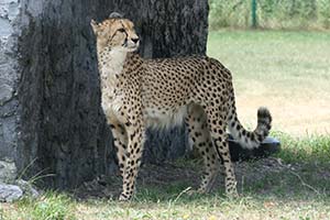 Пума напала на девушку в Британской колумбии