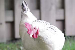 На заднем дворе разрешили держать куриц