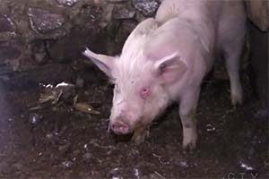 Полицейские боролись со свиньей и вызвали подмогу