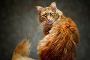 Запрет держать животных на улице