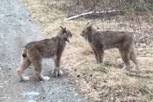 Две канадские рыси поругались как люди - видео