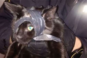 Лечение кота лентой Duct Tape