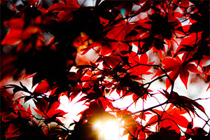 Онлайн церемонии получения гражданства 