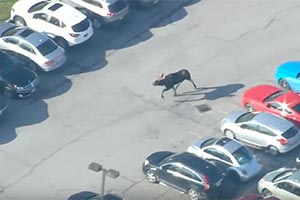 Лось в Маркхаме на Black Friday