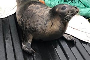 Десятки тюленей заполонили канадский городок