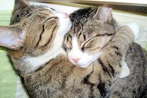 Обнимашечки в Торонто за деньги