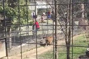 В клетке с тигром