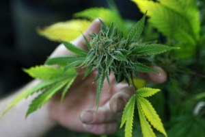 Loblaw хочет торговать наркотиками