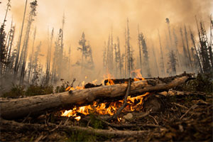 Пожарный вегетарианец пожаловался на еду