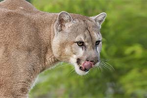 Полиция застрелила пуму у школы