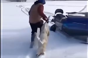 Жестокое убийство койота