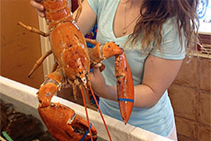 Оранжевый лобстер