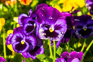 История любви всей жизни