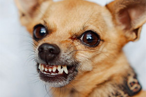 Полиция защищает право расстрела собаки