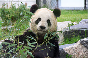 Панда в зоопарке Торонто беременна близнецами