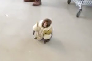 Обезьянка со стоянки не вернется к хозяйке