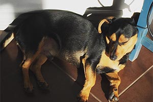 Канадская фигуристка спасла собаку от корейцев