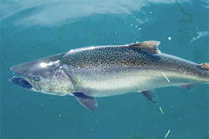 Рыбалка в Канаде