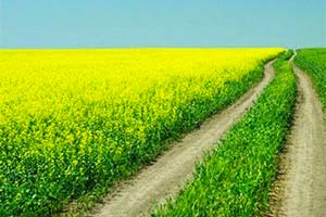 Китай блокирует канадскую канолу