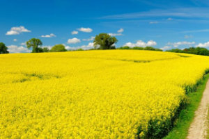 Китай блокирует рассмотрение сокращения поставок канолы в ВТО