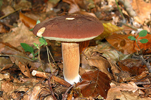 Держитесь подальше от диких грибов