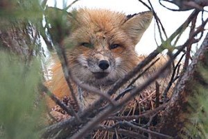 Лис поселился в гнезде