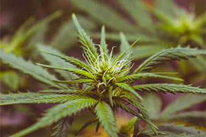 Марихуана может защитить от COVID-19