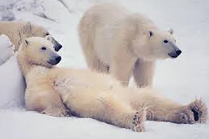 Смотреть на медведей, а не убивать