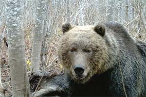 Вместо медведя подстрелили друга